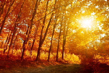autumn scene, fairy forest scenery with rays of warm light