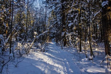 snowy winter forest in sunny weather. winter landscape. Trees in the snow. Snowy forest trails.