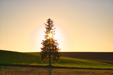 Lonely Chrismas tree in barley field in Biei , Hokkaido