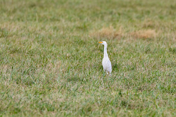 Great egret-Grande Aigrette (Ardea alba)