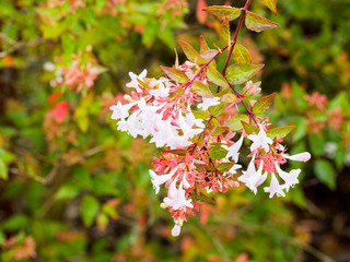 Abelia x grandiflora  | Abélia à grandes fleurs blanc rosé nectarifères et parfumées, bractées rousses et au feuillage brillant vert foncé devanant rose violacé en automne