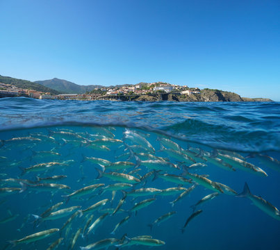 France, Mediterranean coastline near Cerbere town with a school of fish underwater sea, Pyrenees-Orientales, Occitanie, split view over and under water surface