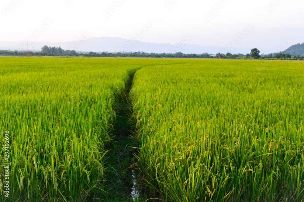 Wall mural scenic view of field in countryside