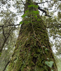 piñas hojass musgo arboles troncos