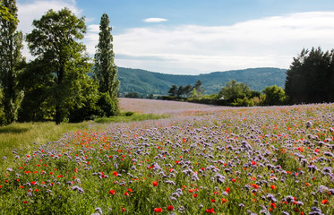Obraz premium champs de coquelicots et de bleuets au printemps