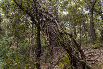 pi&ntilde;as hojass musgo arboles troncos