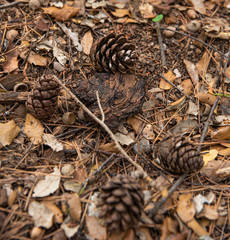 piñas hojass musgo arboles troncos