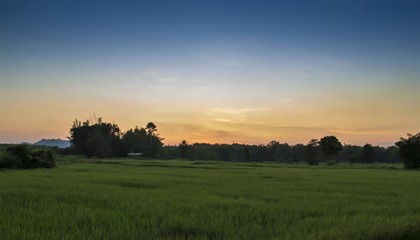 Fototapeta premium sunset over green field