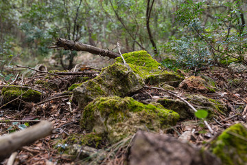 piñas hojass musgo arboles troncos
