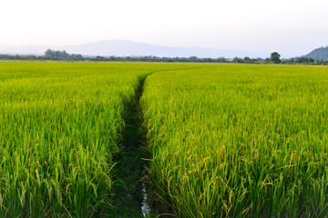 Obraz premium Scenic view of field in countryside 