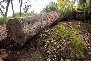 piñas hojass musgo arboles troncos