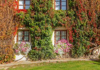Fototapeta na wymiar Building wall and window beautifully overgrown with creepers, autumn colors and flowers