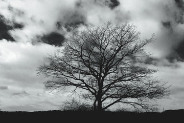Baum