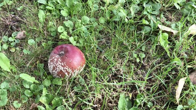 Zoom in rotten red apple on the grass in sunny autumn day. Close-up image of rotten apple. Decaying apple front view. Blurred background.  Negative space. Space for text.
