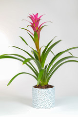 Pink Bromeliad Guzmania Plant.