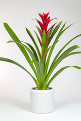 Green plant in a pot.