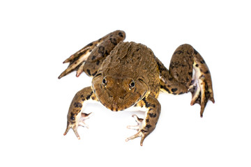 Image of Chinese edible frog, East Asian bullfrog, Taiwanese frog (Hoplobatrachus rugulosus) isolated on a white background. Amphibian. Animal.