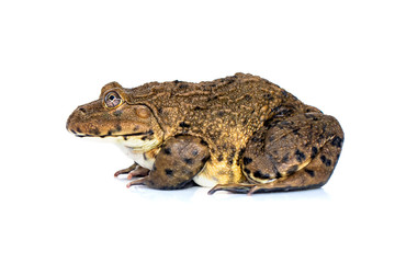 Image of Chinese edible frog, East Asian bullfrog, Taiwanese frog (Hoplobatrachus rugulosus) isolated on a white background. Amphibian. Animal.