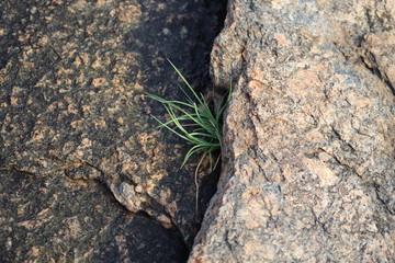 A tiny grassy plant growing in the crevice of a rock