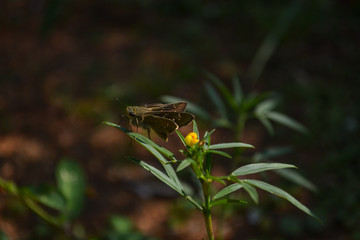 Brown awl  butterfly on plant 