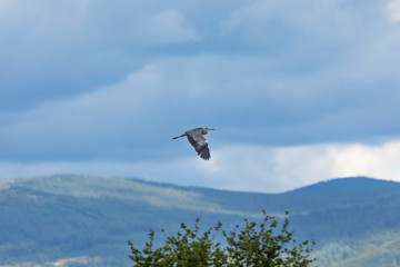 Grey heron (Ardea cinerea)