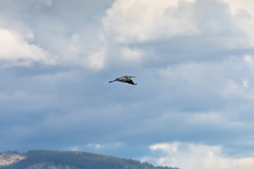 Fototapeta na wymiar Grey heron (Ardea cinerea)