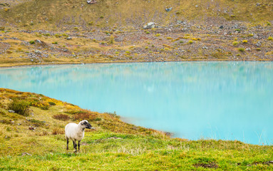 Switzerland, mountain lake Steinsee with amazing turquoise water and single white merino sheep....