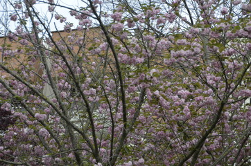 tree in blossom