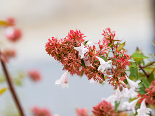 Abelia x grandiflora  | Abélia à grandes fleurs blanc rosé nectarifères et parfumées, bractées rousses et au feuillage brillant vert foncé devanant rose violacé en automne