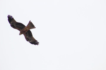 The mighty black kite eagle circling in the sky