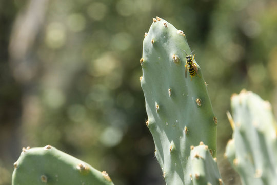 A bee on a prickly pear cactus, opuntia , with copy space - Powered by Adobe