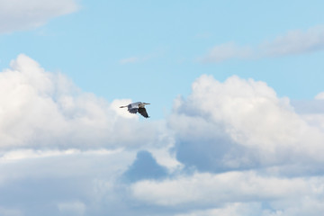 Grey heron (Ardea cinerea)