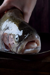 Muzzle of raw lacustrine trout. Freshly caught fish