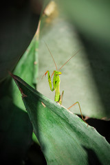 Mantis