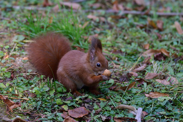Naklejka na ściany i meble Eurasian red Squirrel shells and eats nuts in the autumn leaf