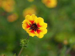 Obraz premium Beautiful yellow and red Potentilla 'Esta Ann' flower (cinquefoil) in a summer garden