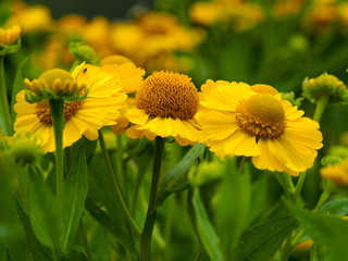 Yellow Helenium flowers (sneezeweed) in a summer garden