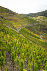 Hiking on the red wine trail in the Ahr valley in the rain