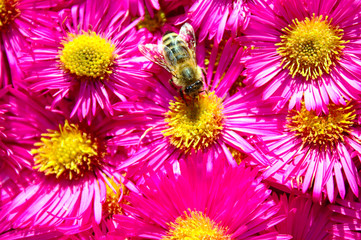 Biene auf rosa Astern