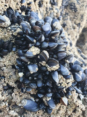 A cluster of mussels