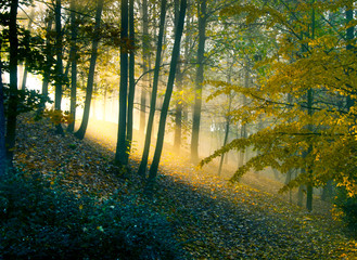 forest with trees, sunlight, rays of sun, autumn landscaoe with trees and sunlight