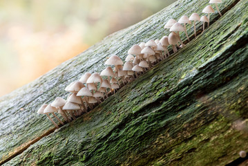 Group of small white mushrooms on a tree