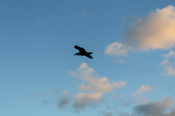 Seagulls flying with clouds in the background