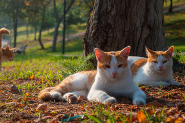 cute cats in park during autumn time
