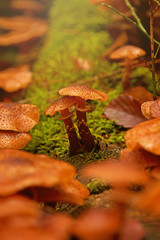 Pilze auf Baumstumpf