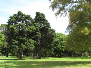 Green begins to impose on trees because it is already spring. Notice the fractal shape of the branches. Math behind nature!