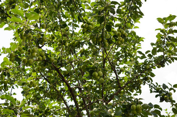Fototapeta premium Apple tree with green fruits. Texture