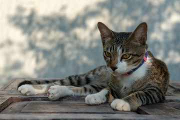 portrait of striped Thai cat with beautiful eyes