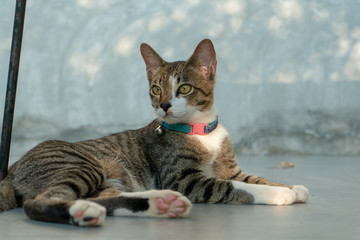 portrait of striped Thai cat with beautiful eyes