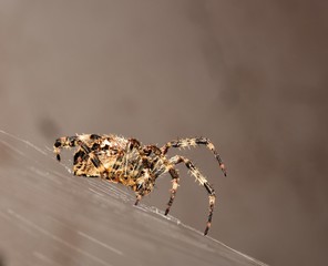 Euroopean Garden Spider on is orb-shaped web